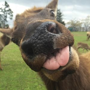 Meet your Posher, Kiersten